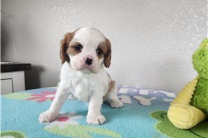 Bianca - Cavalier King Charles Spaniel for sale