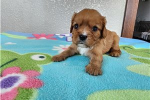 Kevin - Cavalier King Charles Spaniel for sale
