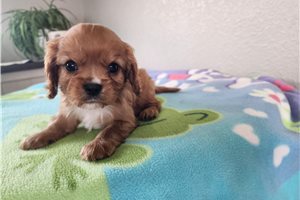 Kevin - Cavalier King Charles Spaniel for sale