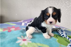 Zeke - Cavalier King Charles Spaniel for sale