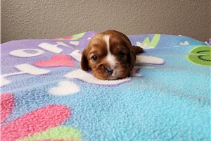Beverly - puppy for sale