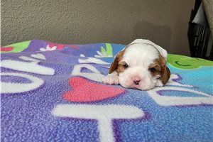 Bianca - Cavalier King Charles Spaniel for sale
