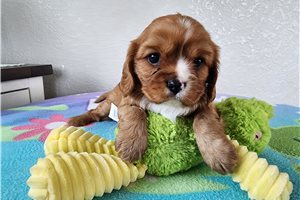 Beverly - Cavalier King Charles Spaniel for sale