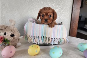 Jesse - Cavalier King Charles Spaniel for sale