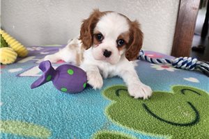 Bianca - Cavalier King Charles Spaniel for sale