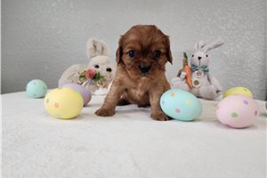 Jerrick - puppy for sale
