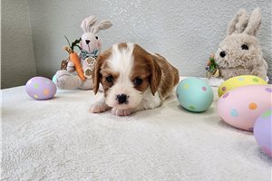Jett - Cavalier King Charles Spaniel for sale