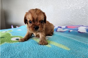 Kayden - puppy for sale