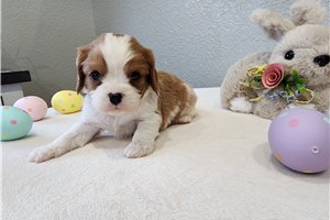 Jeter - puppy for sale