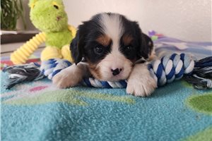 Zeke - Cavalier King Charles Spaniel for sale