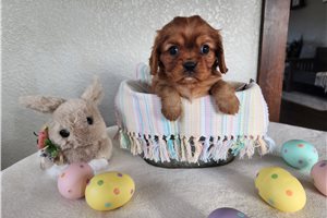 Jerrick - Cavalier King Charles Spaniel for sale