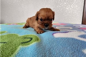 Kinsley - puppy for sale