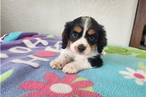 Zion - Cavalier King Charles Spaniel for sale