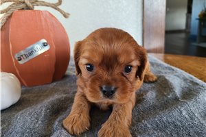 Liana - puppy for sale