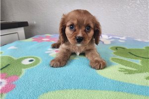 Zachary - Cavalier King Charles Spaniel for sale
