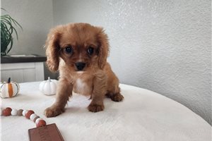 Zachary - Cavalier King Charles Spaniel for sale
