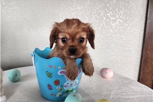 Jerrick - Cavalier King Charles Spaniel for sale