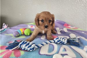 Zachary - Cavalier King Charles Spaniel for sale