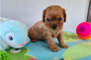 Theodore - Cavalier King Charles Spaniel for sale