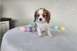 Jett - Cavalier King Charles Spaniel for sale