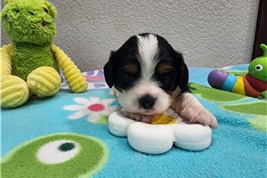 Zion - Cavalier King Charles Spaniel for sale