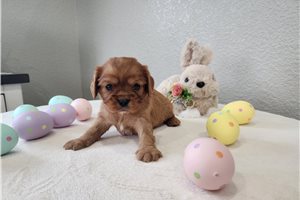 Jesse - puppy for sale