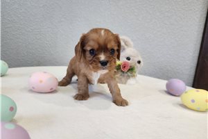 Jerry - puppy for sale