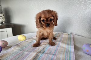 Jerrick - Cavalier King Charles Spaniel for sale