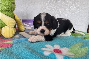 Zion - Cavalier King Charles Spaniel for sale