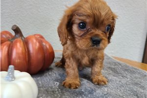 Leroy - Cavalier King Charles Spaniel for sale