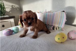 Jerry - Cavalier King Charles Spaniel for sale