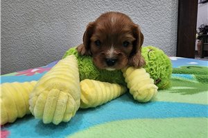Zachary - puppy for sale