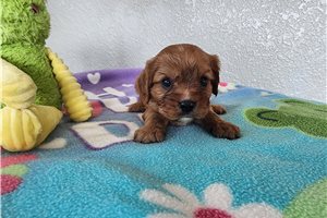 Zachary - Cavalier King Charles Spaniel for sale