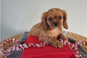 Lettie - puppy for sale