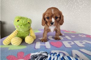 Beverly - Cavalier King Charles Spaniel for sale