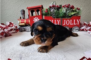 Darby - Cavalier King Charles Spaniel for sale