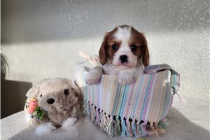 Jett - Cavalier King Charles Spaniel for sale