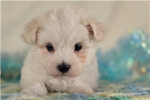 Victor - Maltese for sale