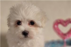 Hannah - Maltese for sale