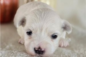 Simon - puppy for sale