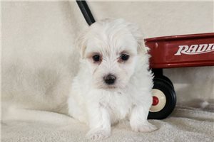 Dawn - puppy for sale