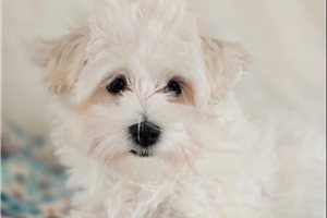 Vermont - Maltese for sale