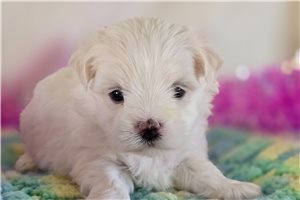 Morgan - Maltese for sale