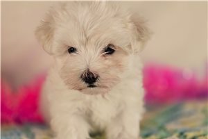 Valerie - Maltese for sale