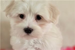 Hudson - Maltese for sale