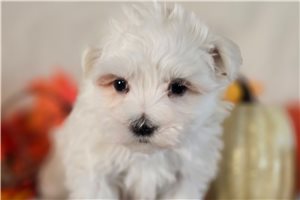 Achilles - Maltese for sale