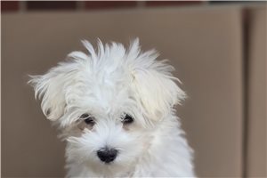 Victor - Maltese for sale