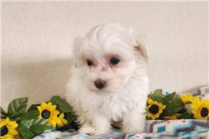 Abbie - puppy for sale