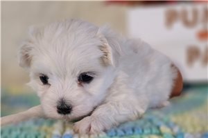 Ayden - Maltese for sale