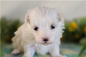 Kinsley - Maltese for sale